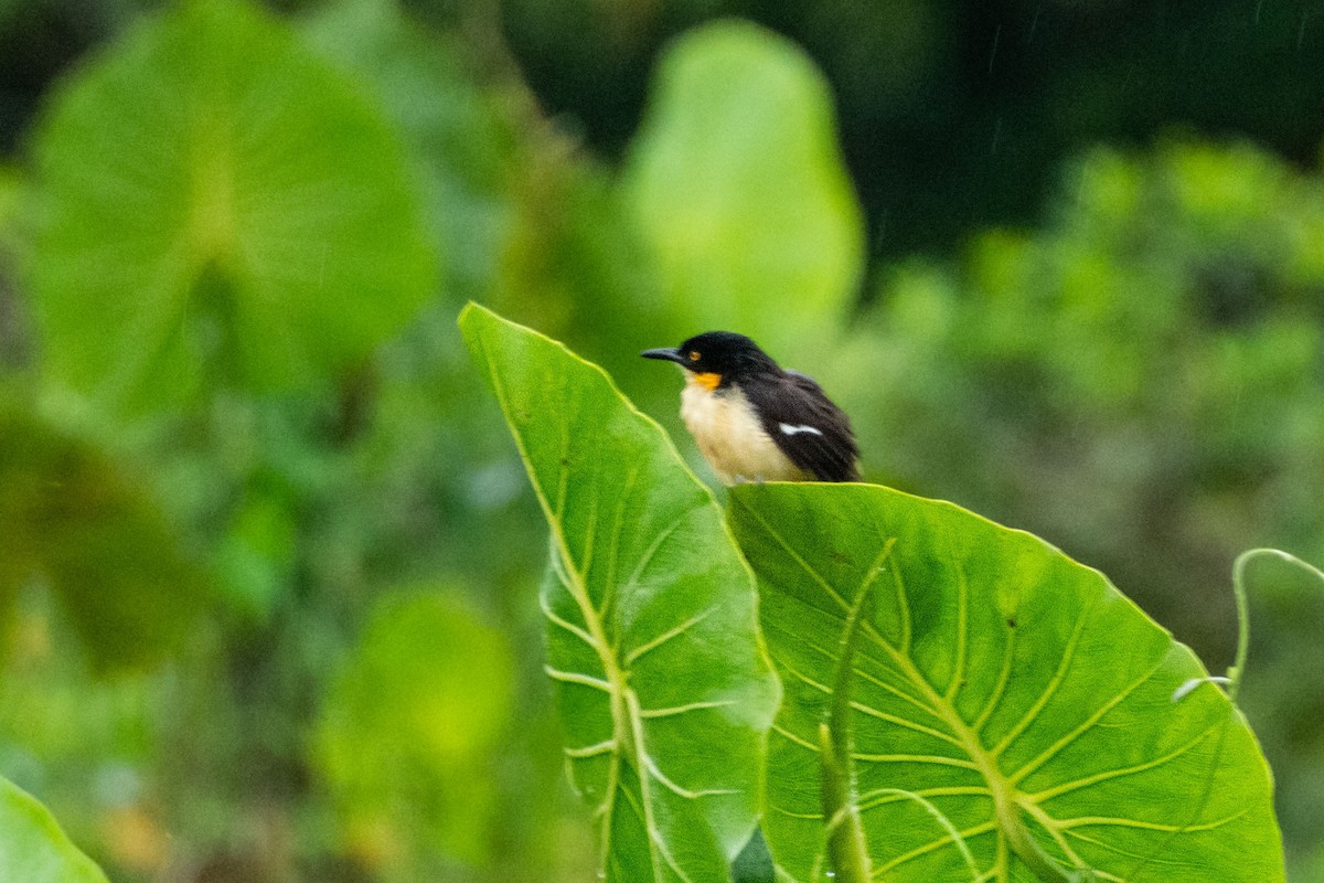Black-capped Donacobius - ML561767641