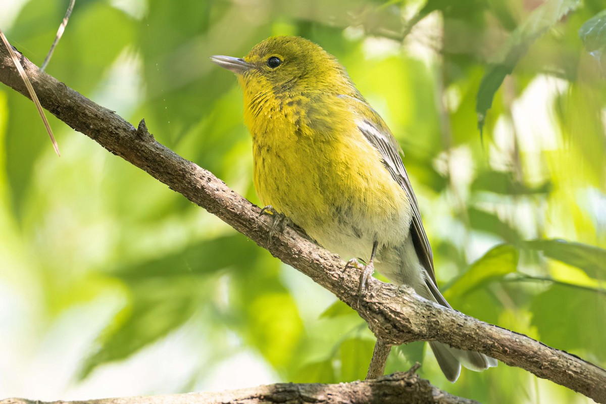 Pine Warbler - ML561767711