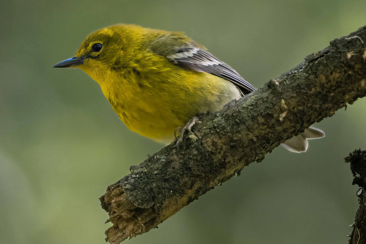 Pine Warbler - ML561767721