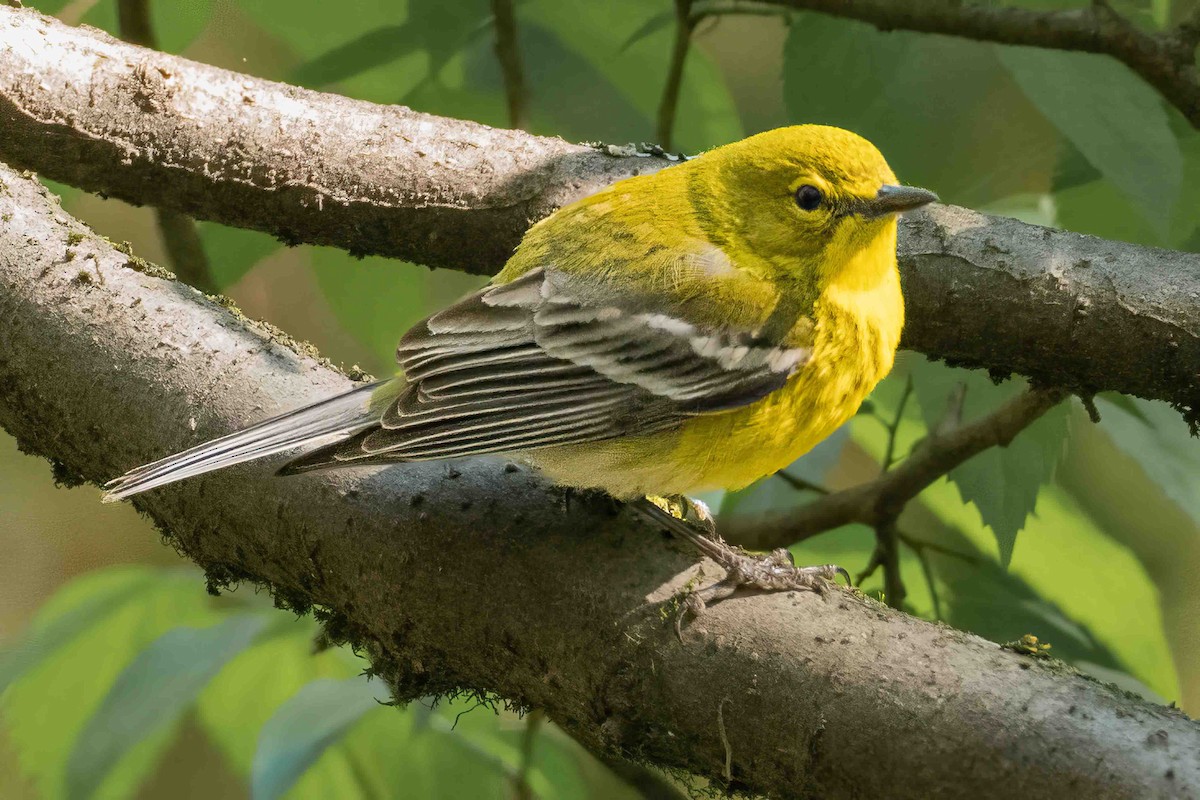 Pine Warbler - ML561767731