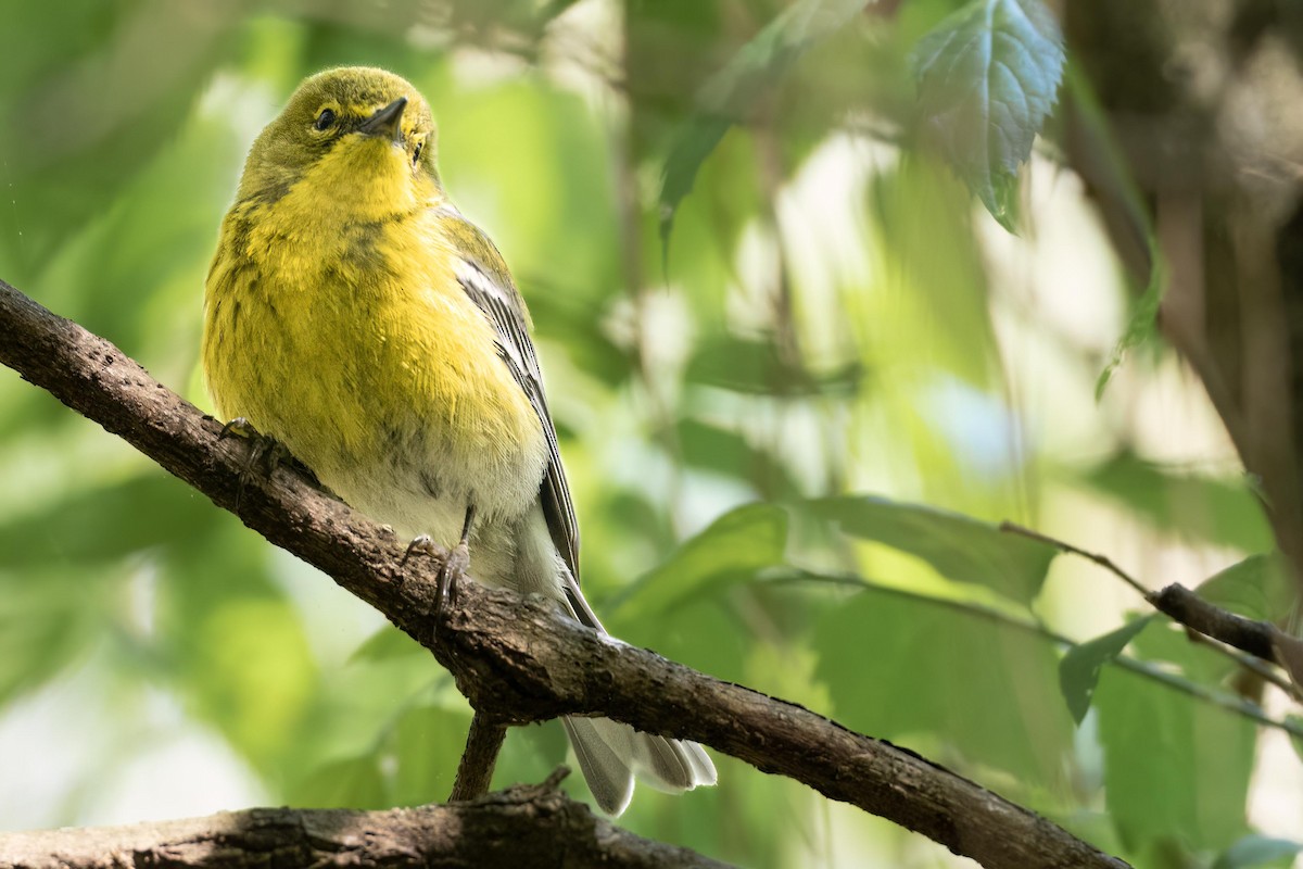 Pine Warbler - Steven Lasley