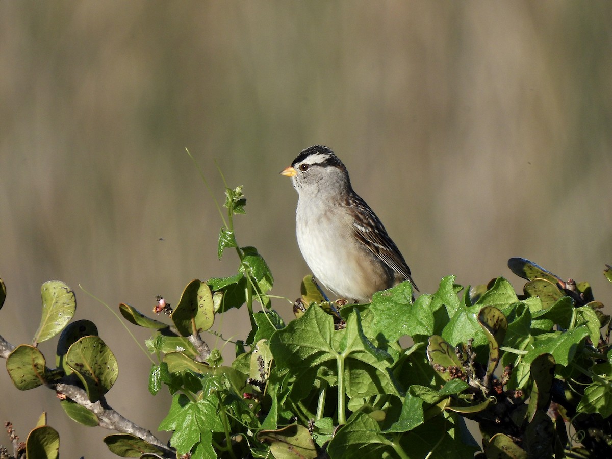 White-crowned Sparrow - Donna Mancuso