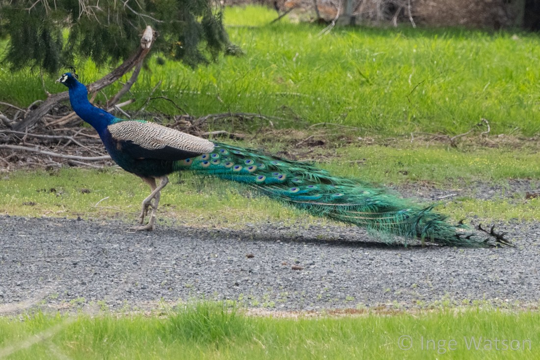 Indian Peafowl - ML561768361