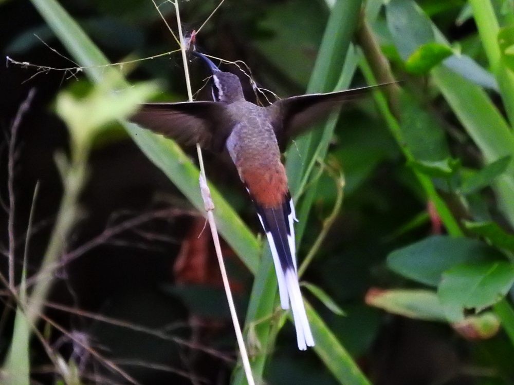 kolibřík tmavotemenný - ML561768501