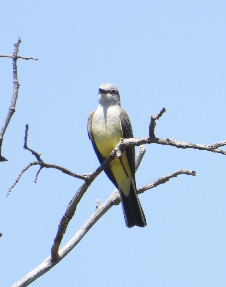 Western Kingbird - ML561768641