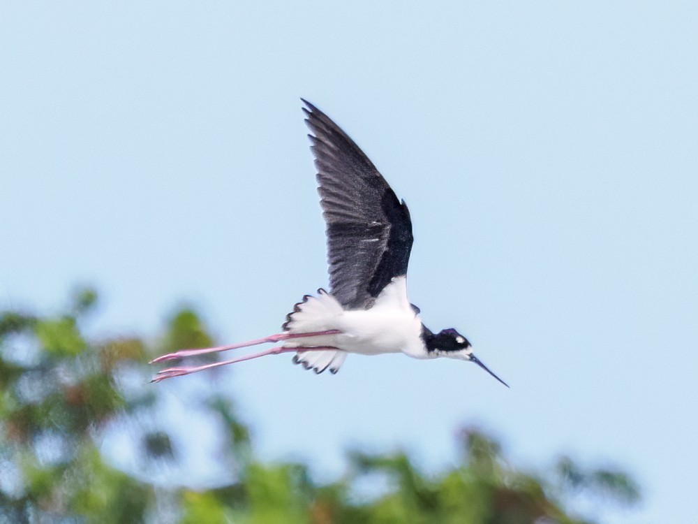 Black-necked Stilt - Eleanor H Sarren