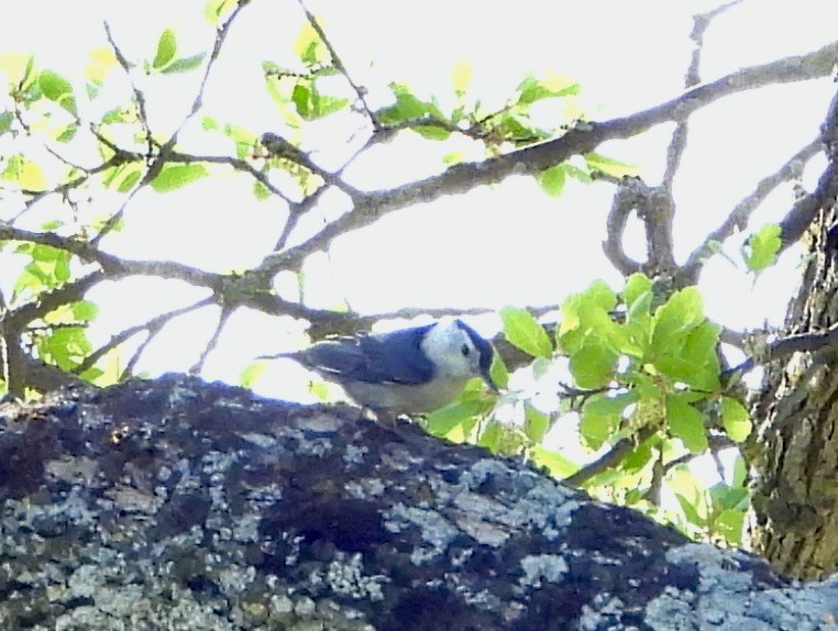 White-breasted Nuthatch - ML561769611