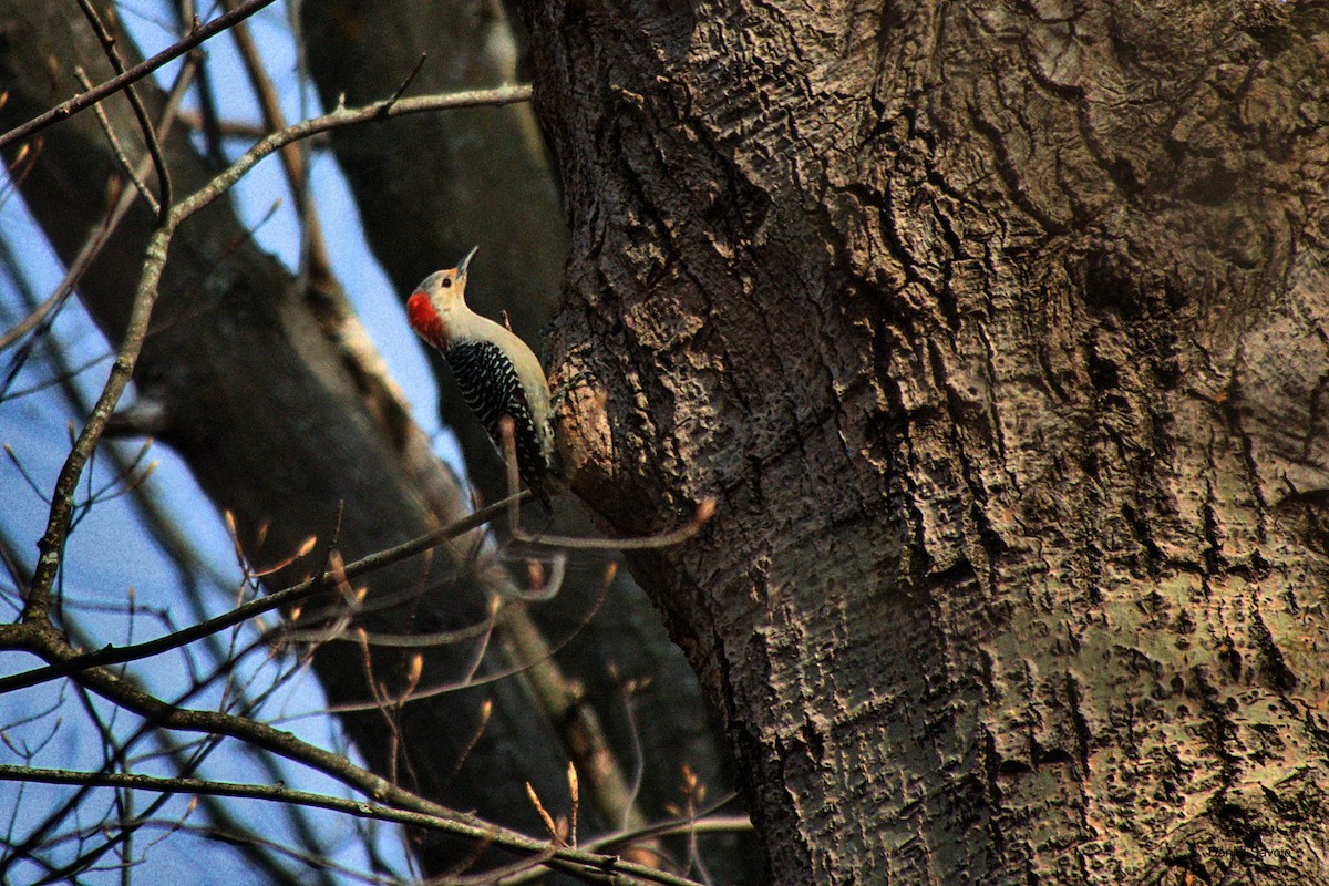 Red-bellied Woodpecker - Daniel Savoie