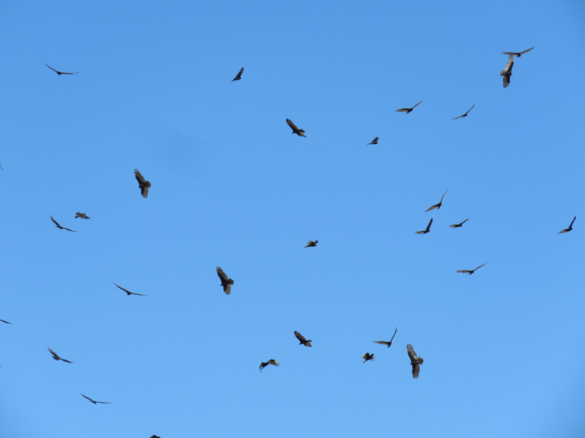 Turkey Vulture - ML561769811