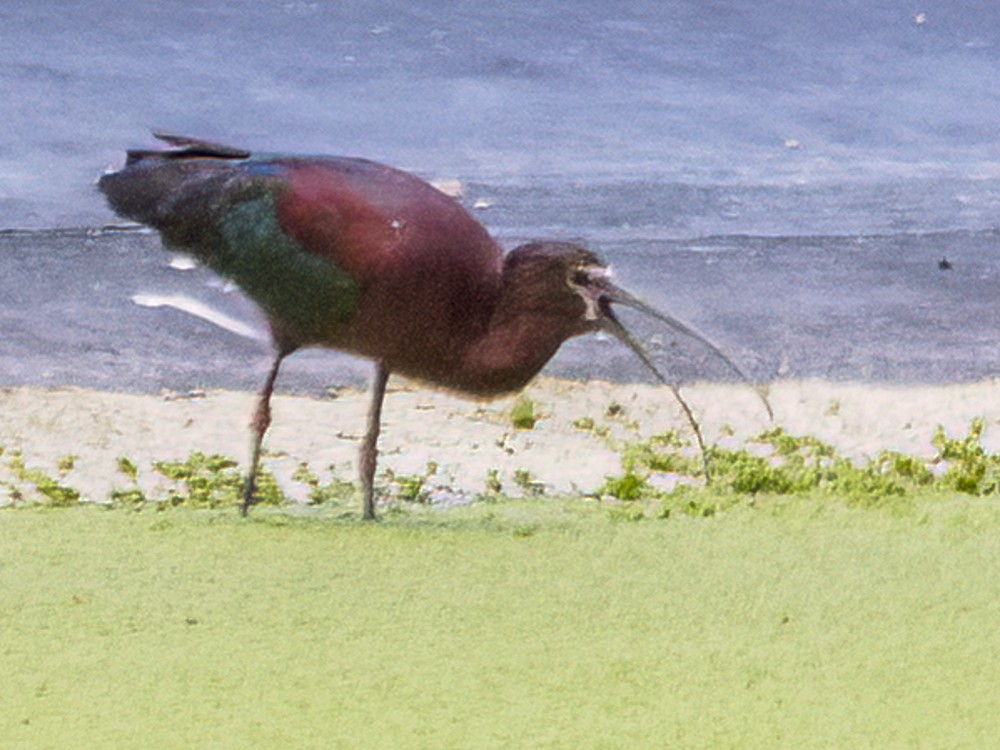 ibis americký - ML561769831