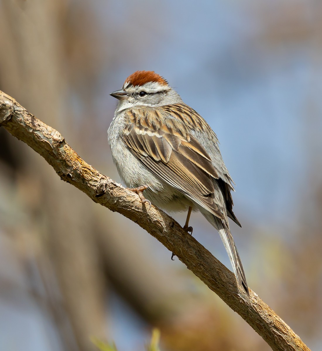 Chipping Sparrow - ML561770131