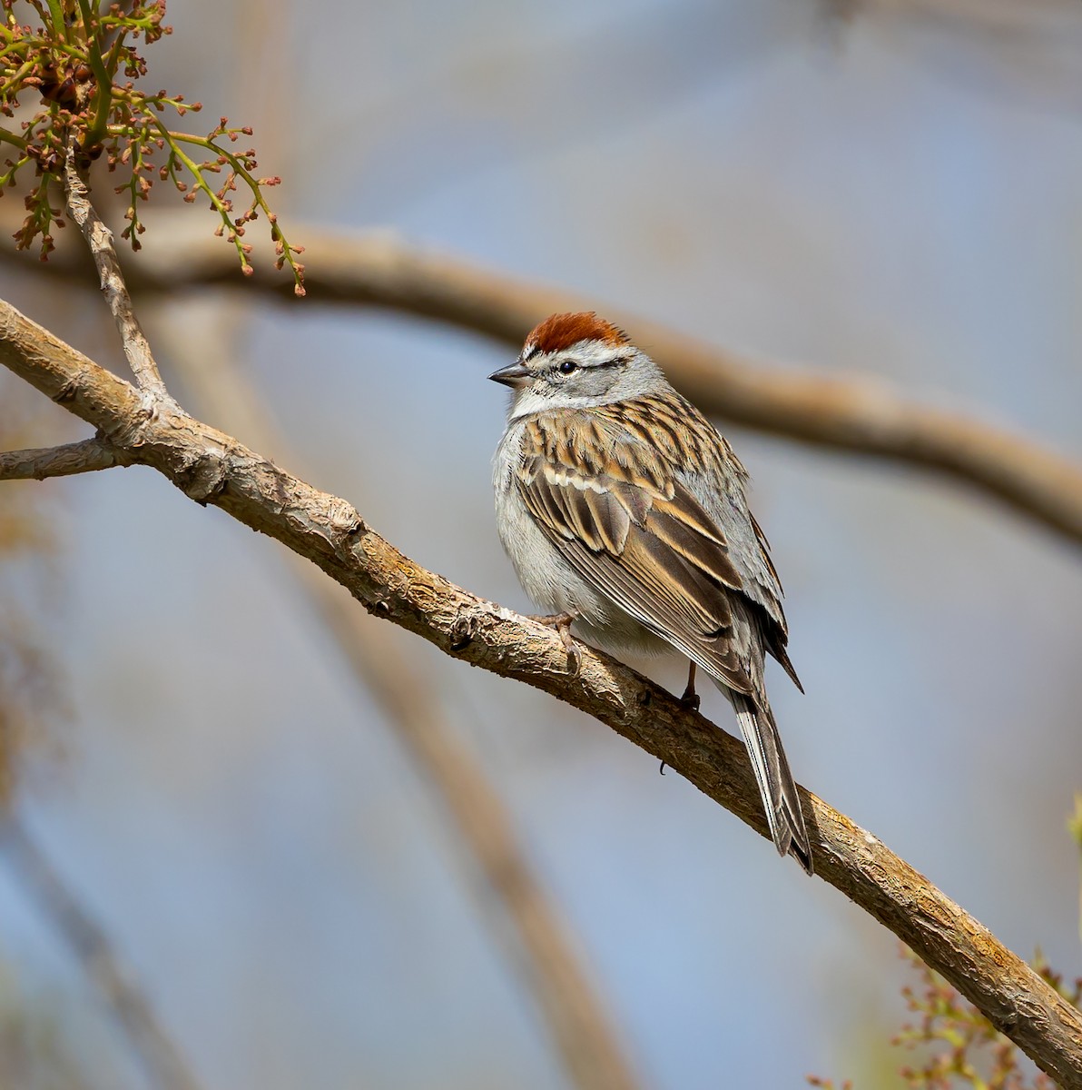 Chipping Sparrow - ML561770161