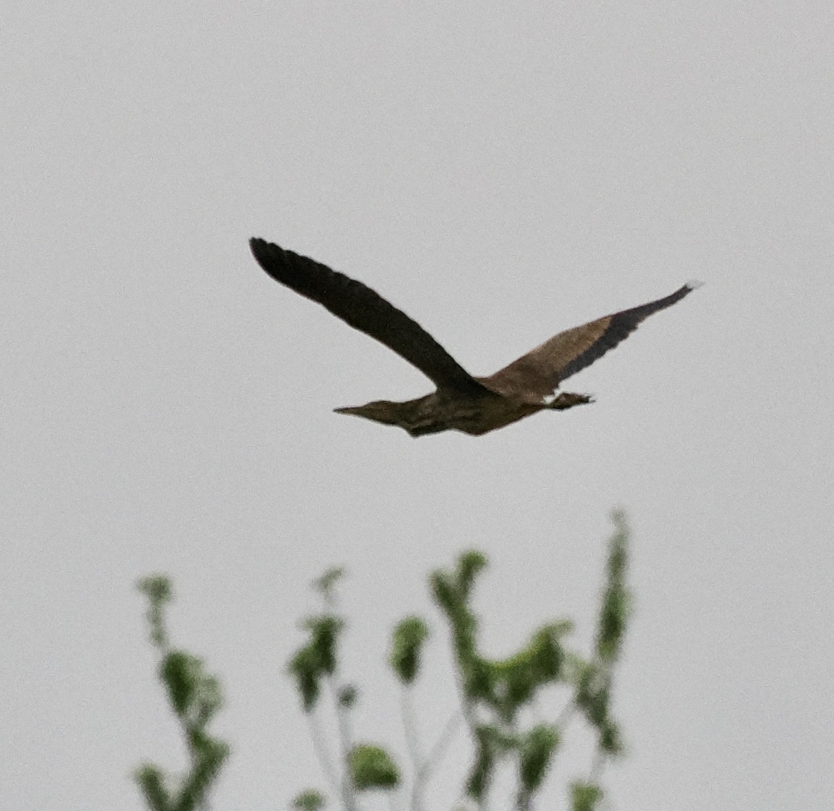 American Bittern - ML561770881