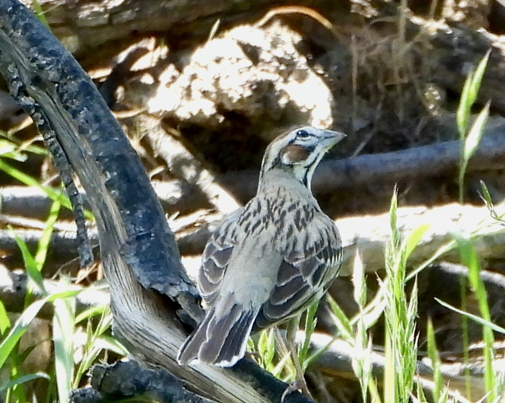 Lark Sparrow - ML561772361