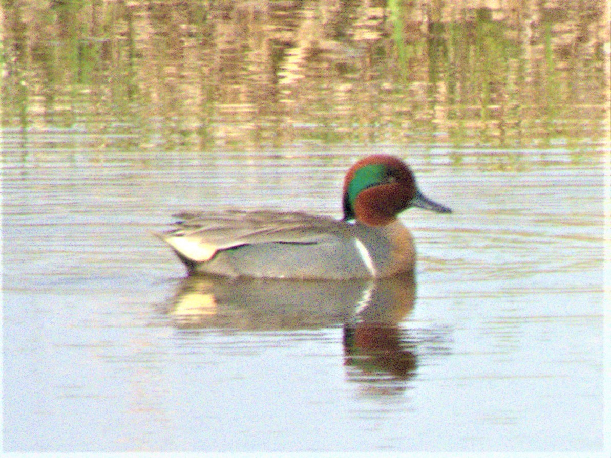 Green-winged Teal - ML561772581