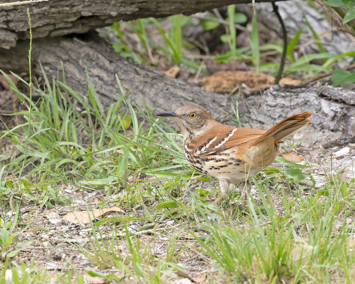 Рыжий пересмешник - ML561772711