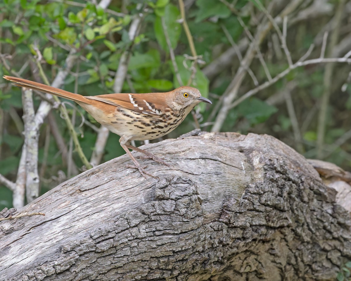 Рыжий пересмешник - ML561772721