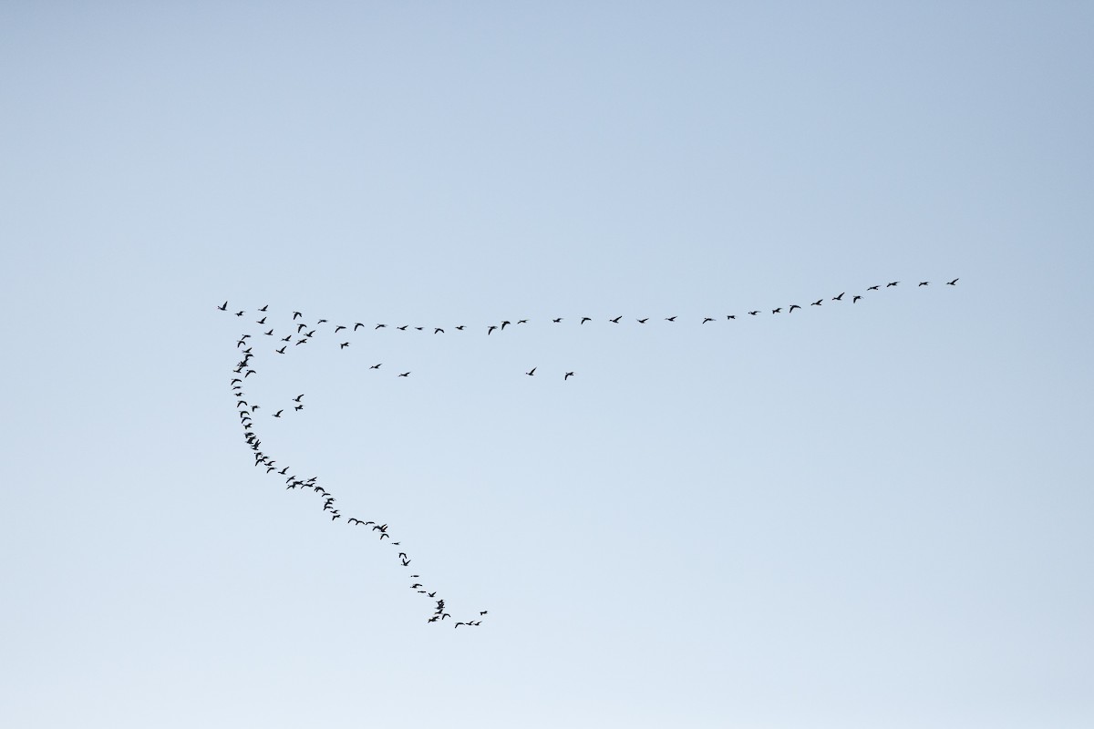 Greater White-fronted Goose - Patricia Clark