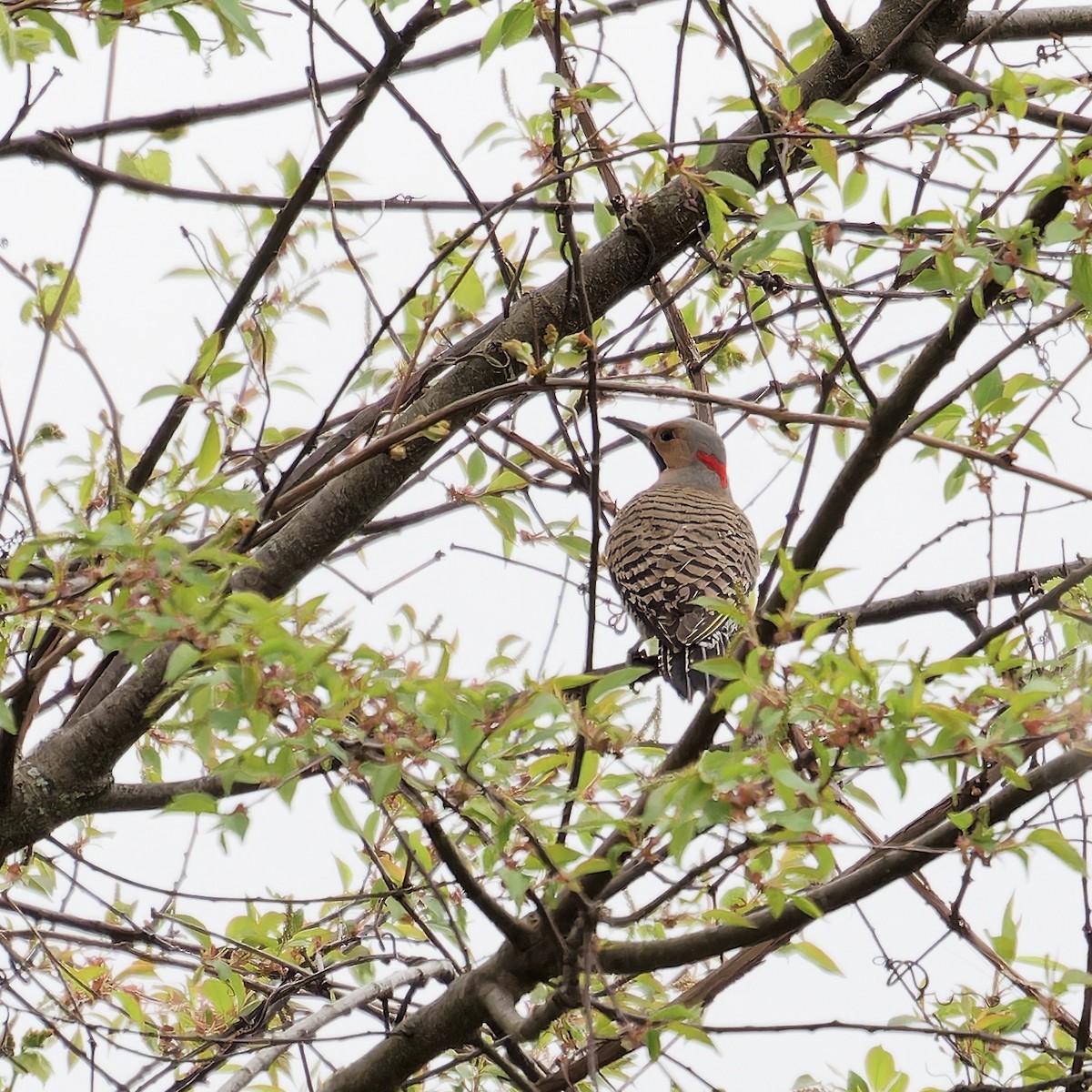 Northern Flicker - Derek Stoll