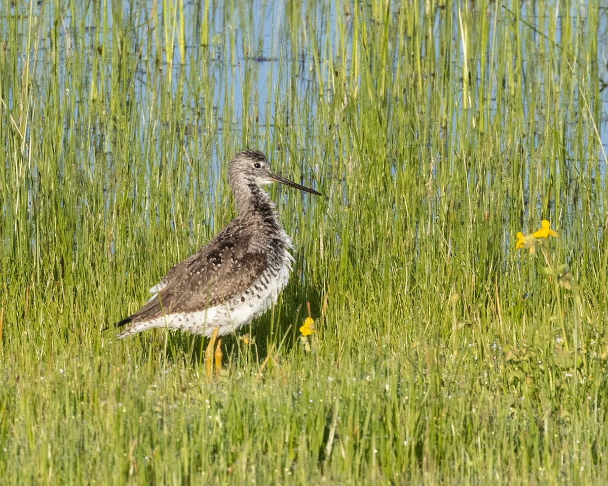 Greater Yellowlegs - ML561773241