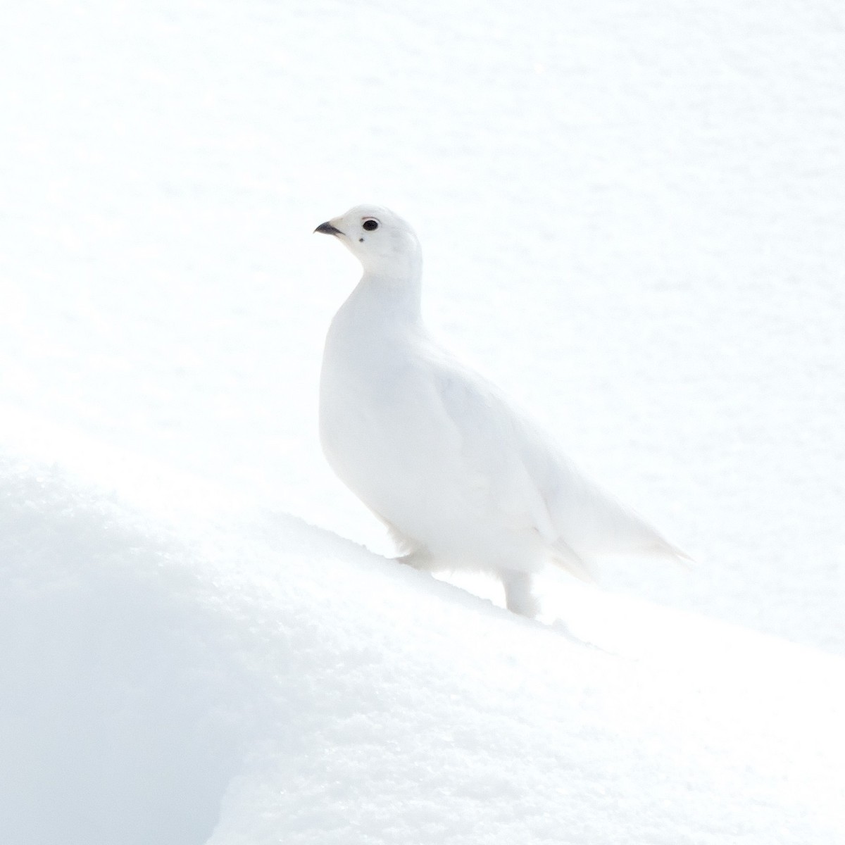 White-tailed Ptarmigan - ML561773401