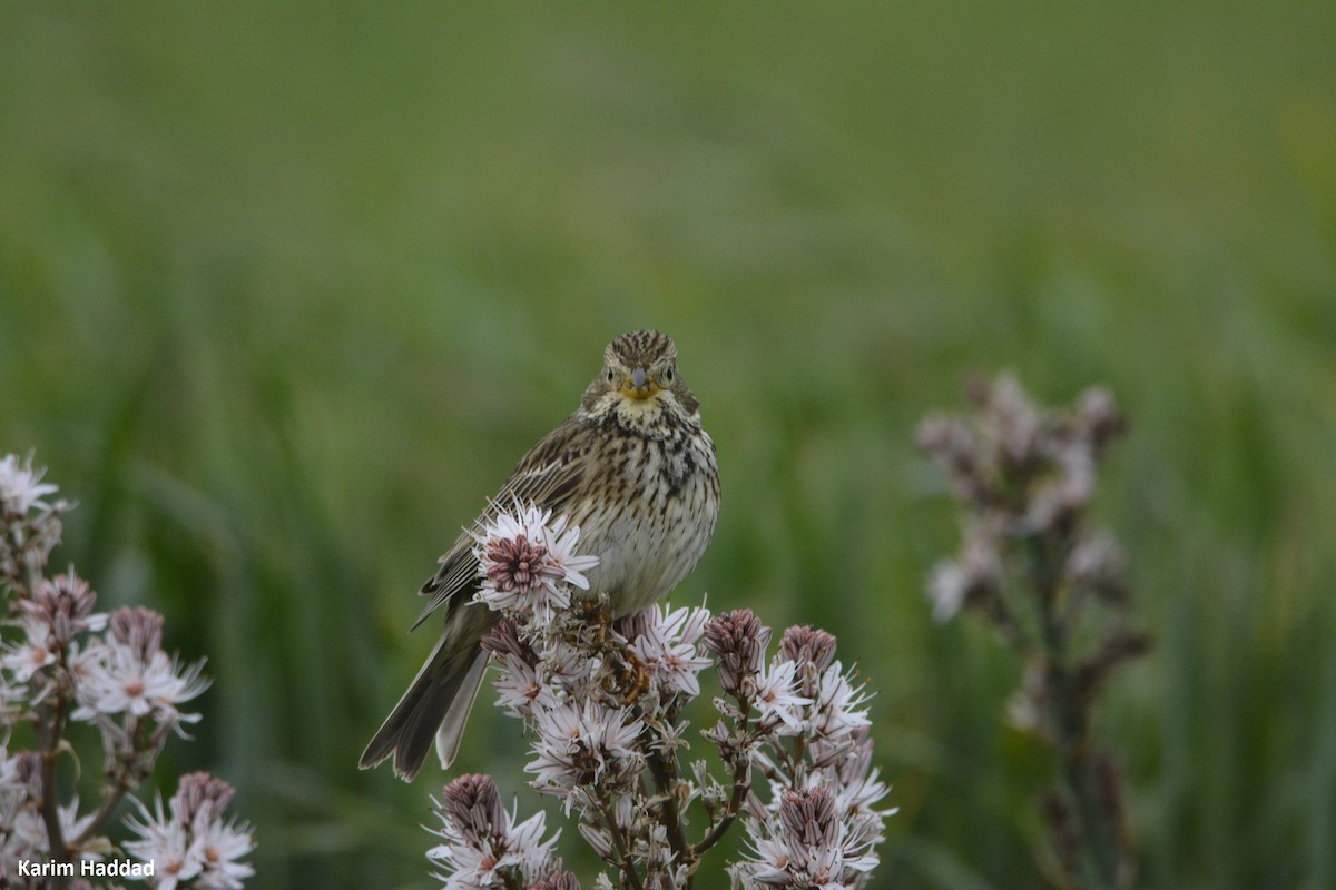 Corn Bunting - ML561774241