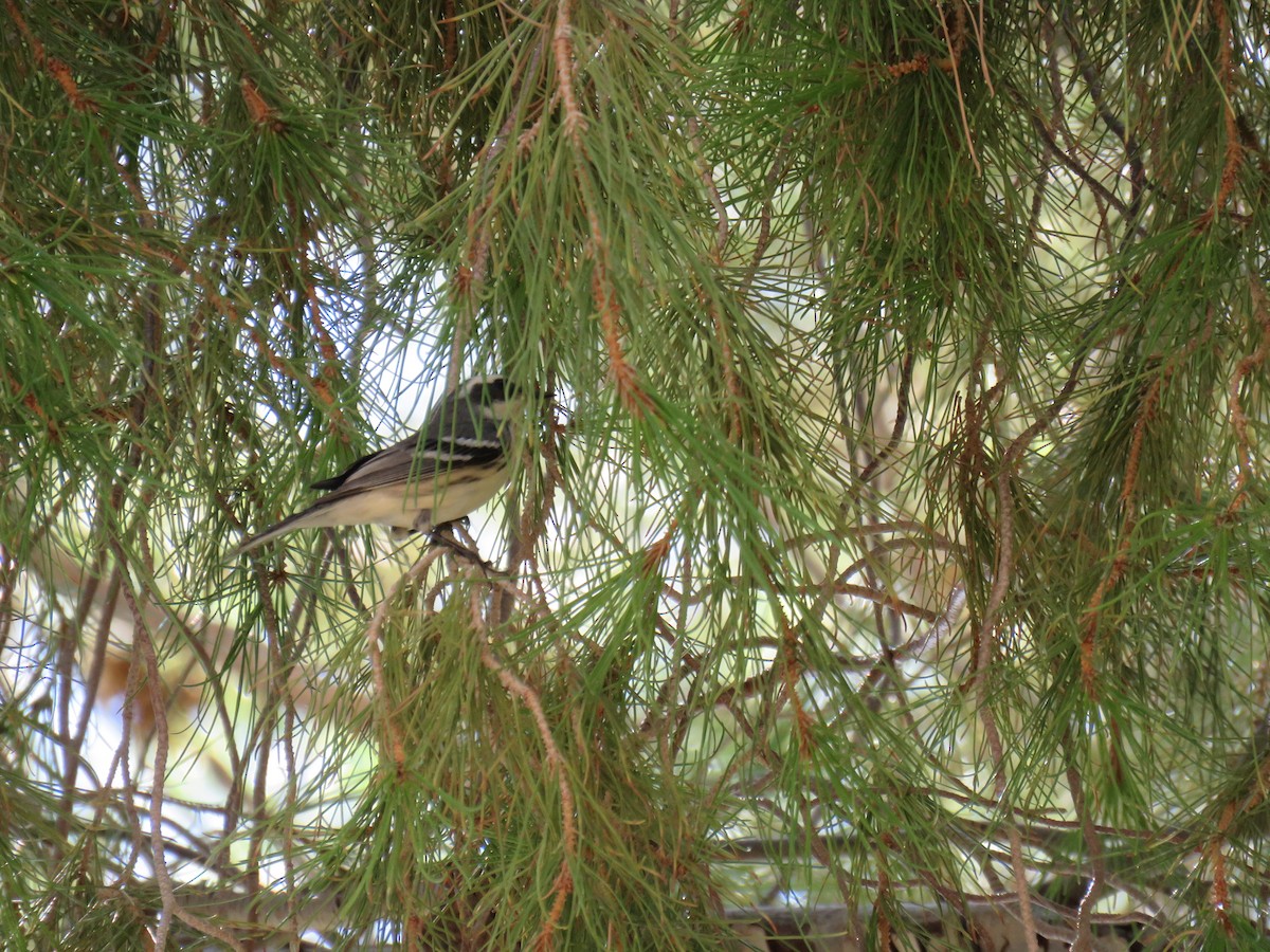 Black-throated Gray Warbler - Colin Smith
