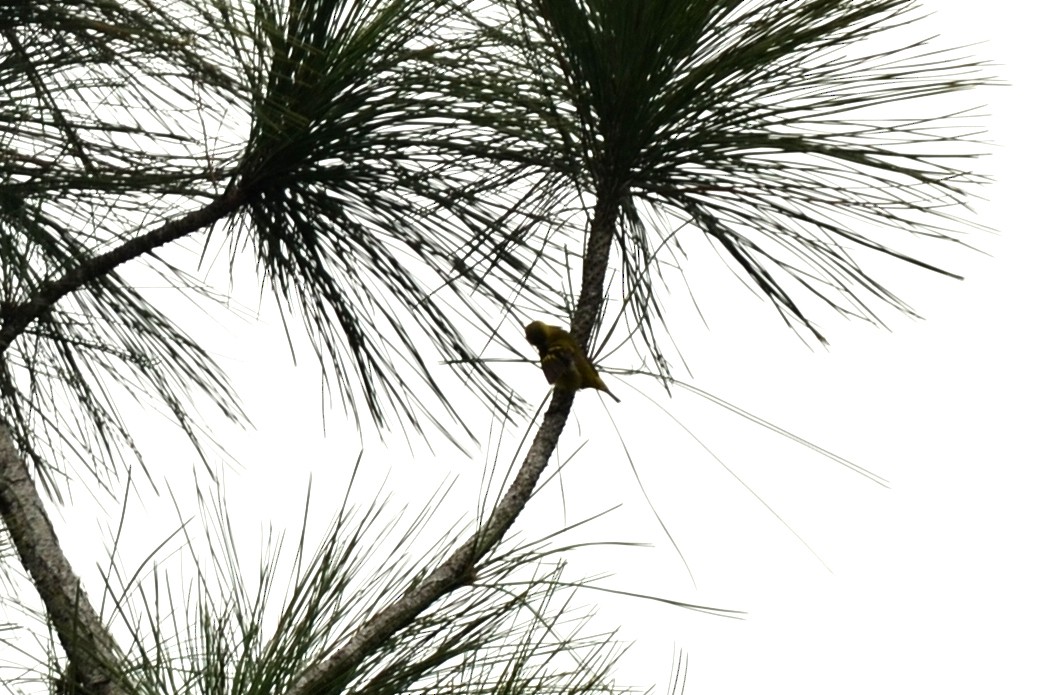 Yellow-faced Siskin - ML561776171