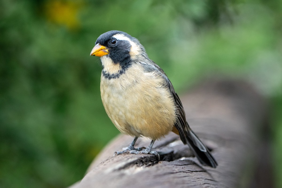 Golden-billed Saltator - ML561776271