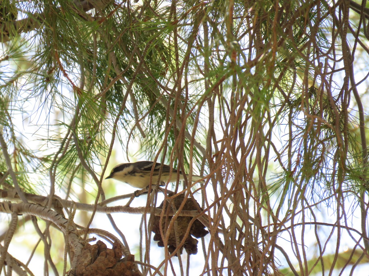 Black-throated Gray Warbler - Colin Smith