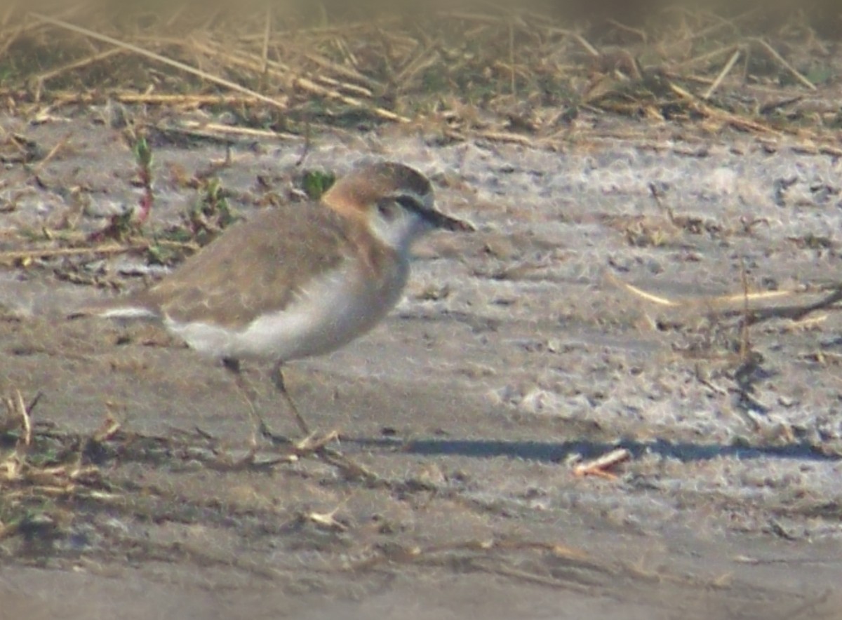 White-fronted Plover - Serdar Cetin