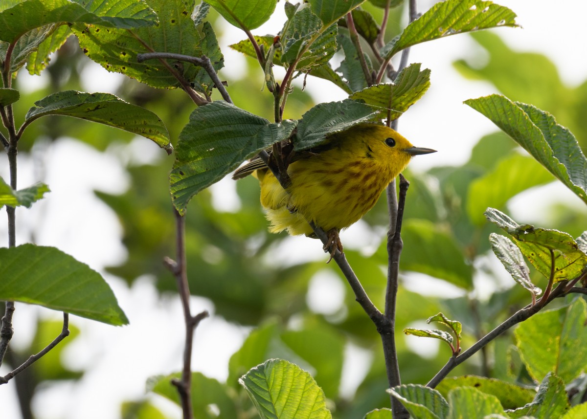 Yellow Warbler - ML561779491