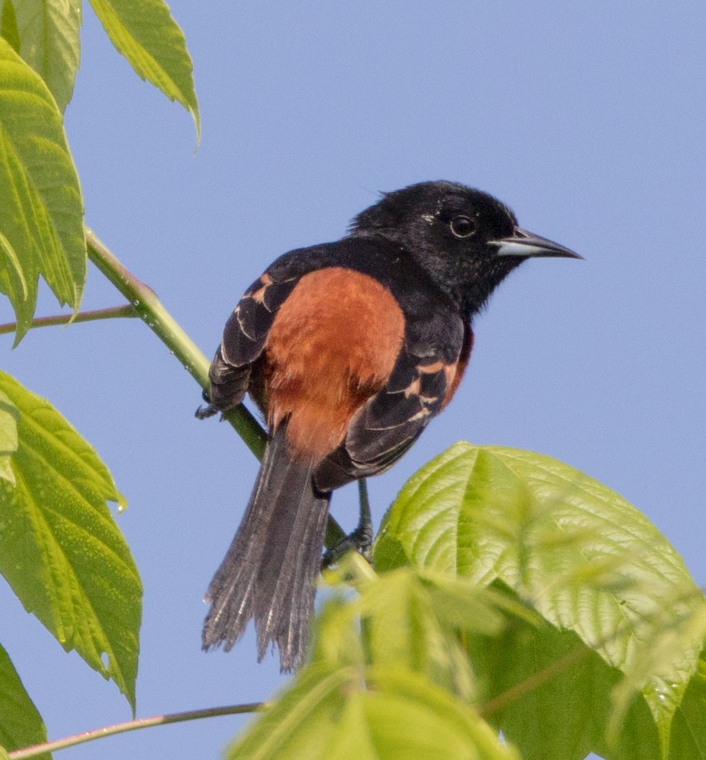Orchard Oriole - Melinda Fawver