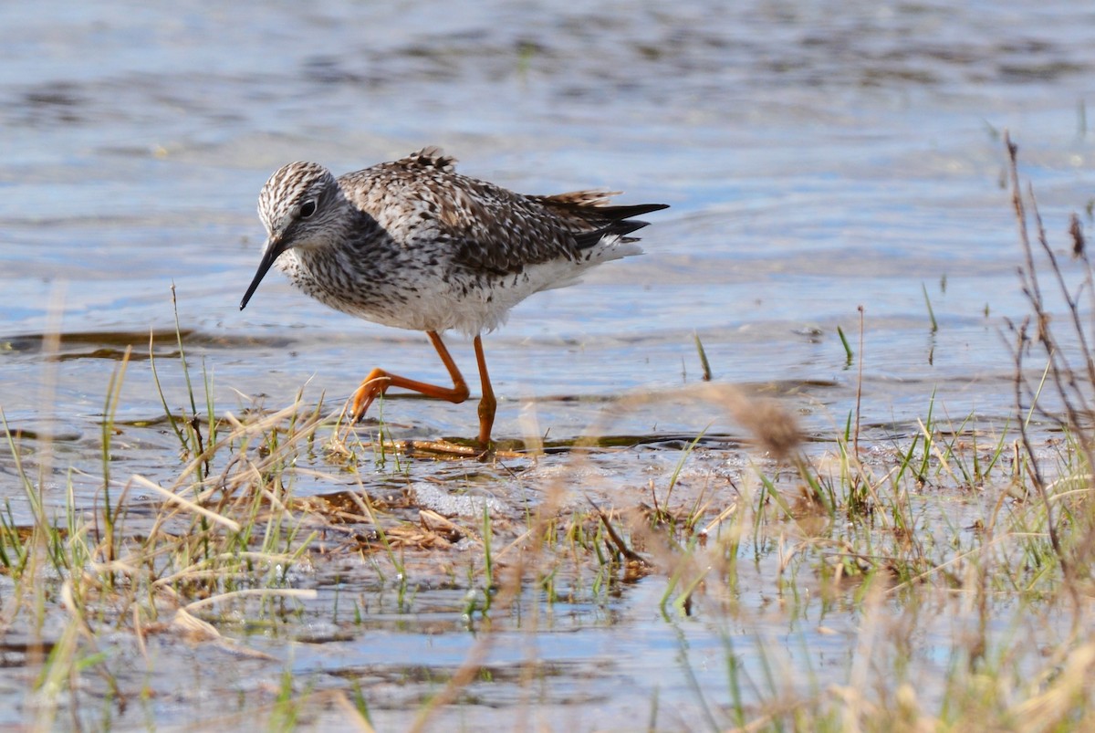 Lesser Yellowlegs - ML56178021