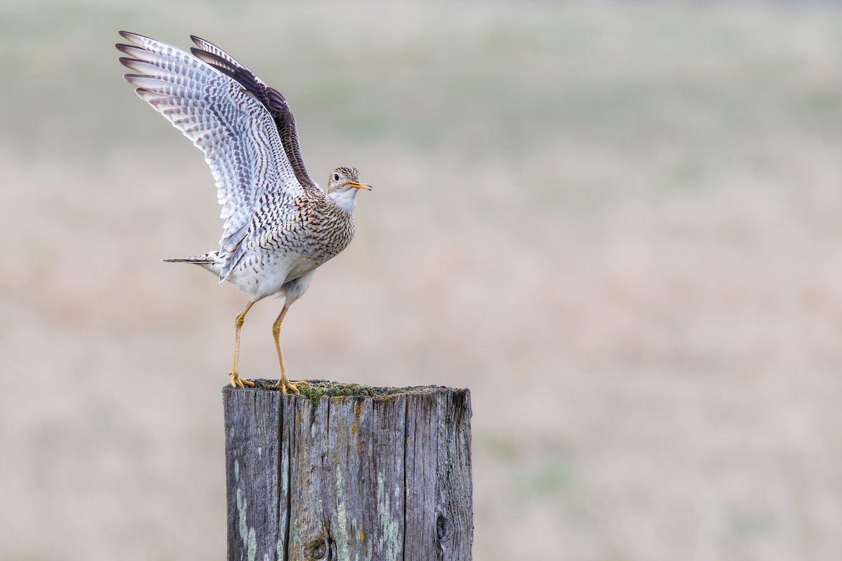 Upland Sandpiper - ML561780741