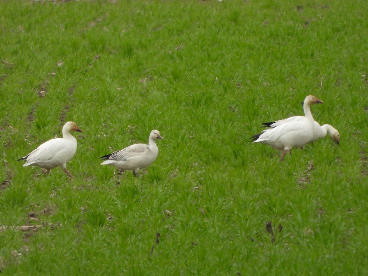 Snow Goose - ML561781701