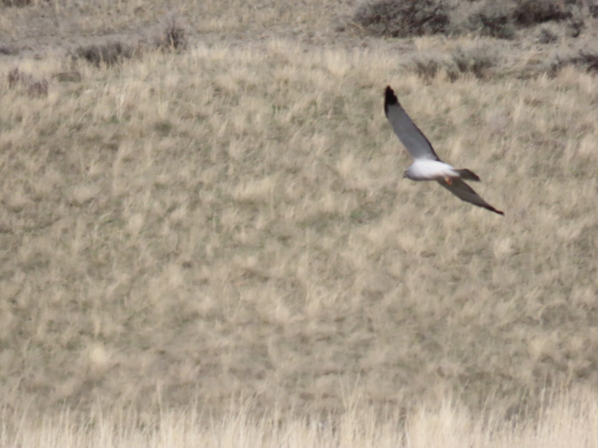 Northern Harrier - ML561781891