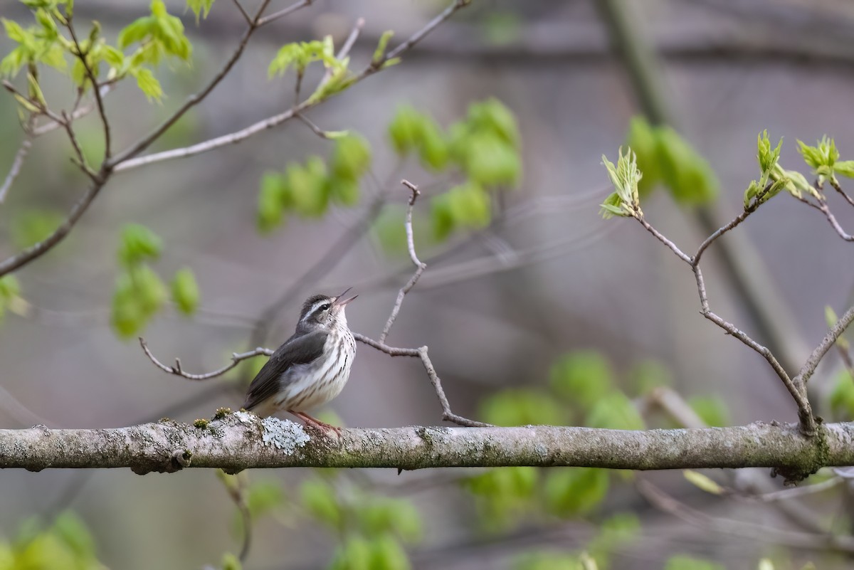 Louisiana Waterthrush - ML561782081