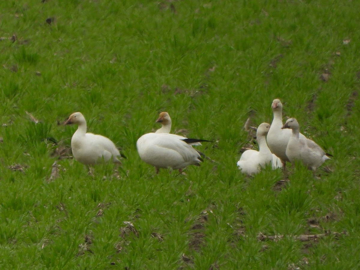 Snow Goose - ML561782171