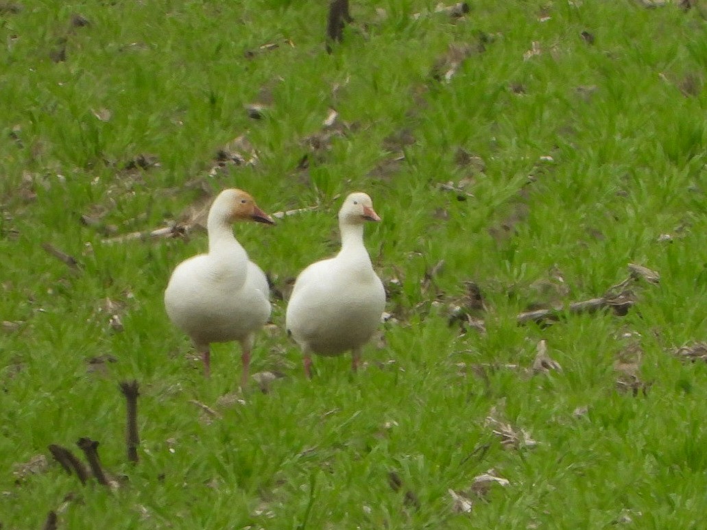Snow Goose - ML561782741