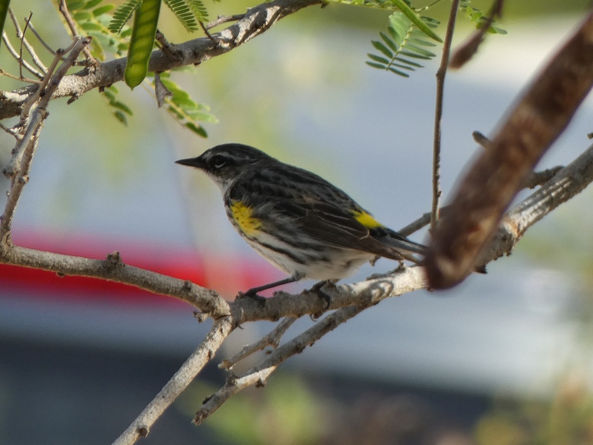 Yellow-rumped Warbler - ML561784231