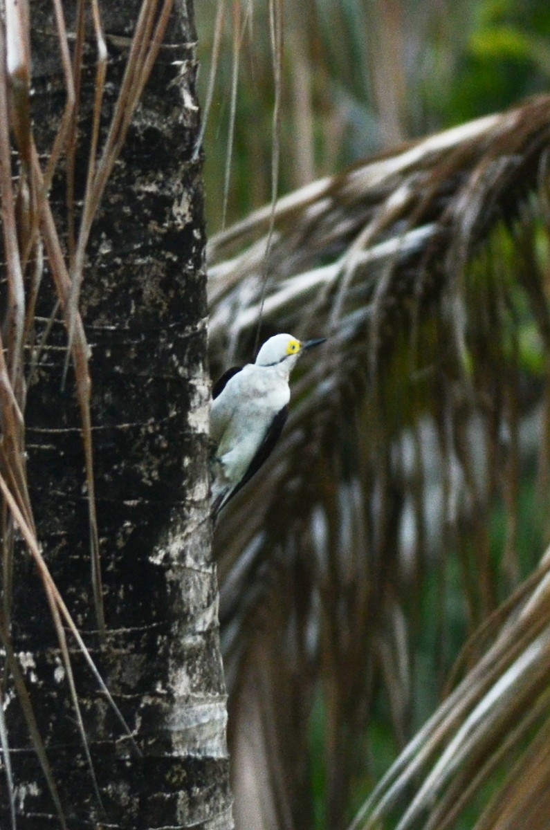 White Woodpecker - ML561785331