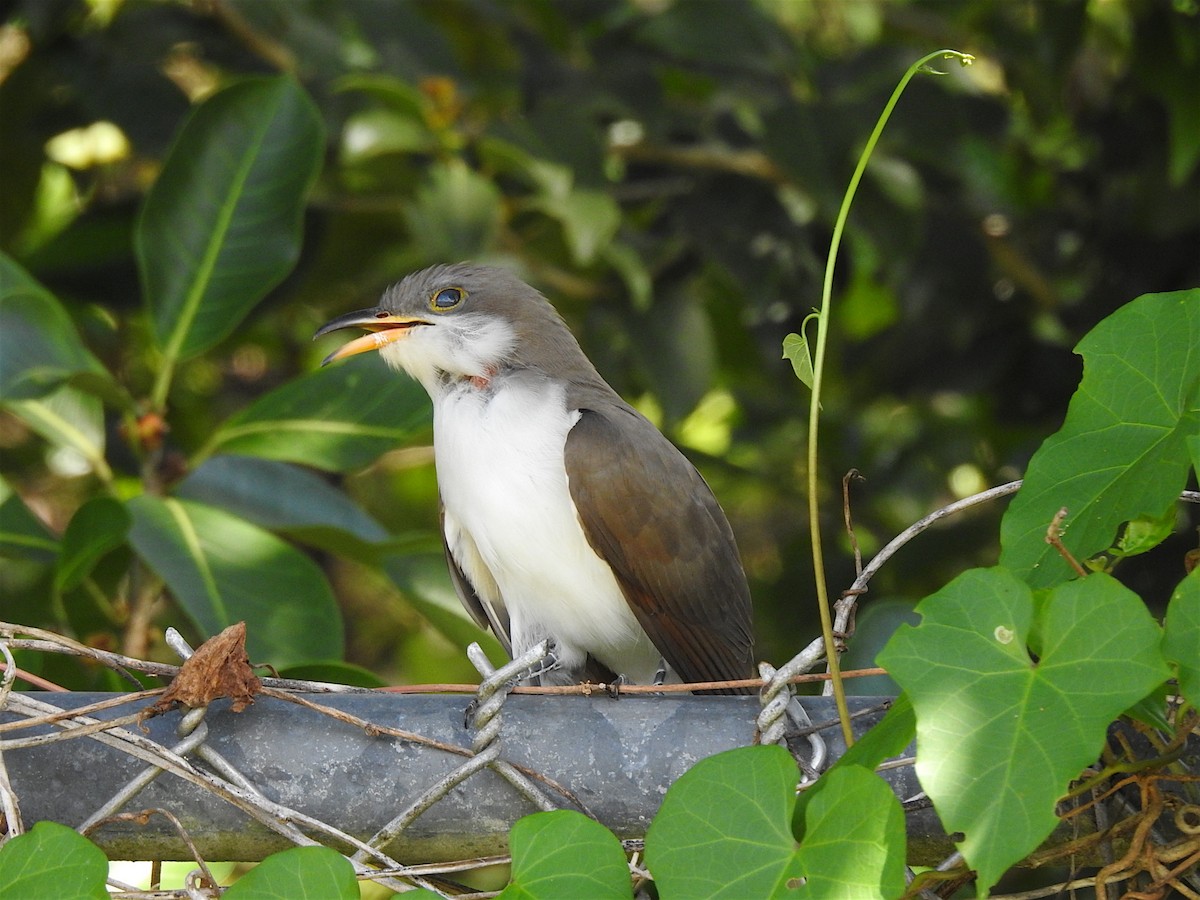 Yellow-billed Cuckoo - ML561785701