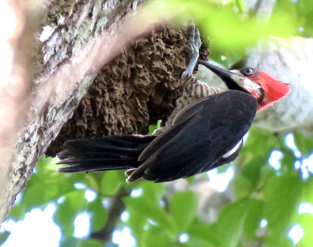 Crimson-crested Woodpecker - ML561786621