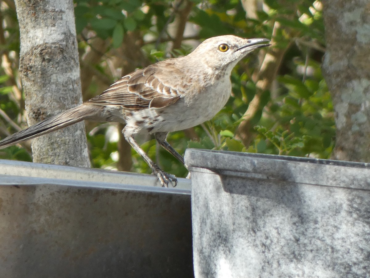 Bahama Mockingbird - ML561787301