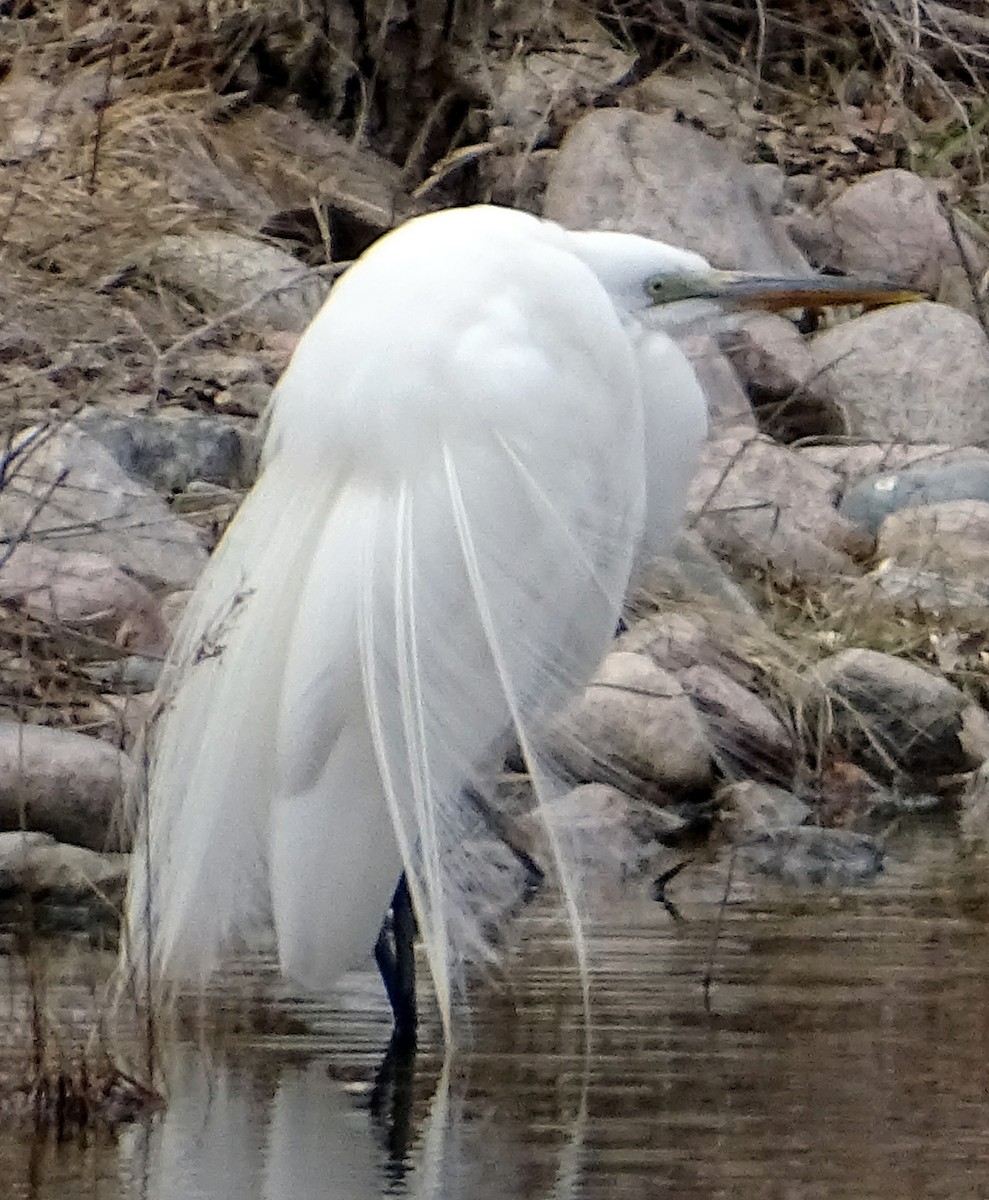 Great Egret - ML561787311