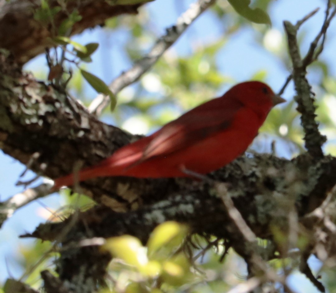 Summer Tanager - Gautham Mohan