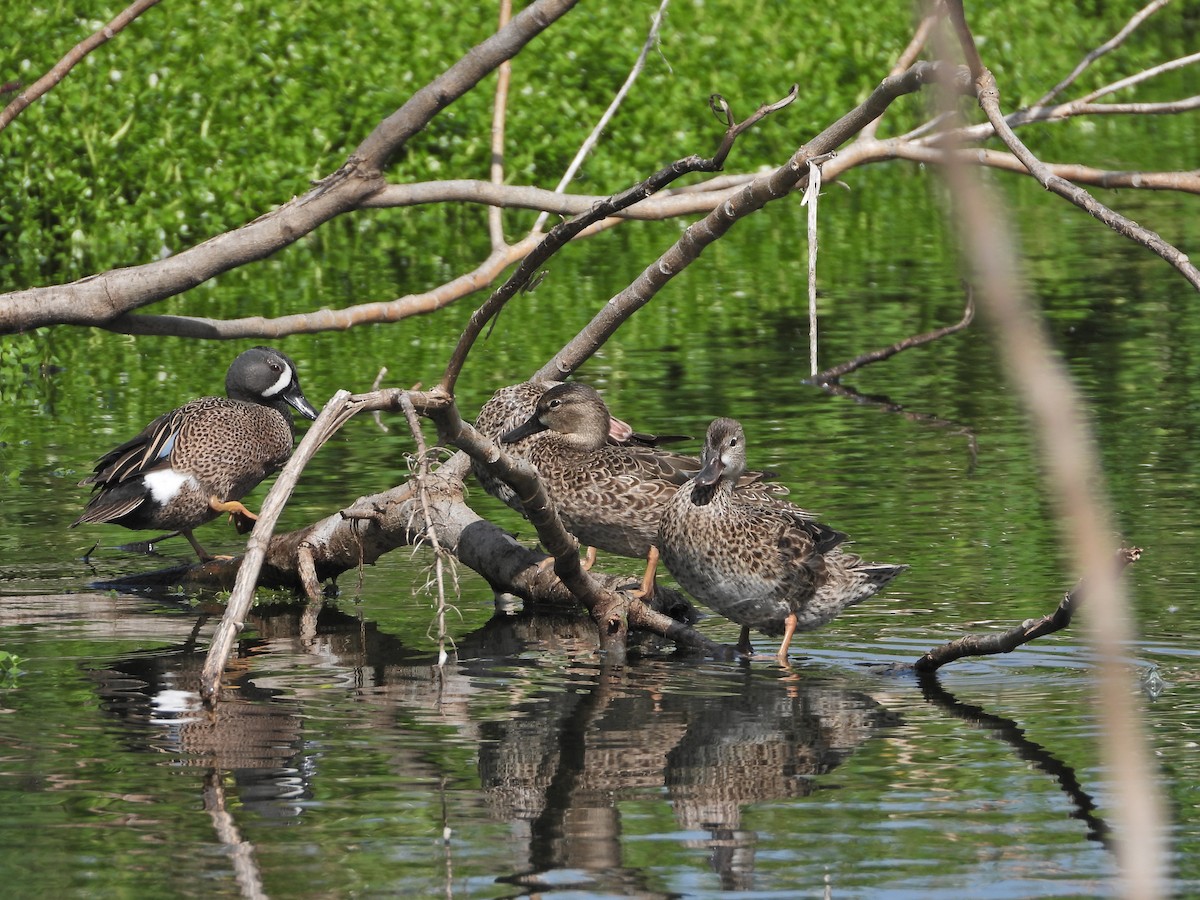 Blue-winged Teal - ML561787421