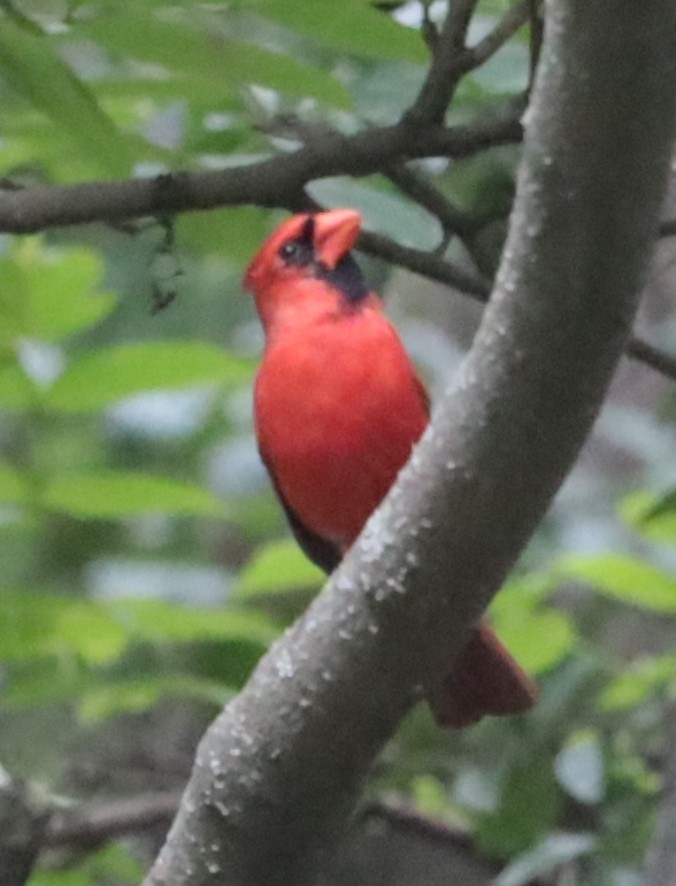 Cardinal rouge - ML561787601