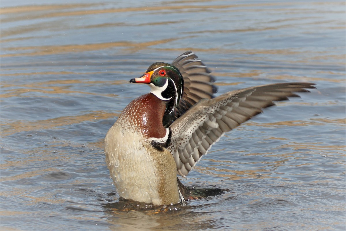 Wood Duck - ML561788151